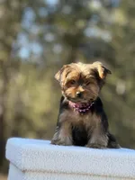 Allie, a female Yorkshire Terrier for sale in Spokane, WA – Photo 2 of 10