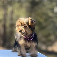 Allie, a female Yorkshire Terrier for sale in Spokane, WA – Photo 4 of 10