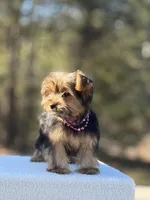 Allie, a female Yorkshire Terrier for sale in Spokane, WA – Photo 4 of 10
