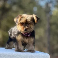 Allie, a female Yorkshire Terrier for sale in Spokane, WA – Photo 6 of 10