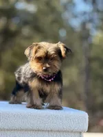 Allie, a female Yorkshire Terrier for sale in Spokane, WA – Photo 6 of 10