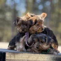 Allie, a female Yorkshire Terrier for sale in Spokane, WA – Photo 9 of 10