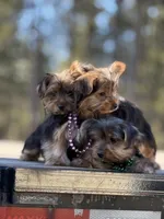 Allie, a female Yorkshire Terrier for sale in Spokane, WA – Photo 9 of 10