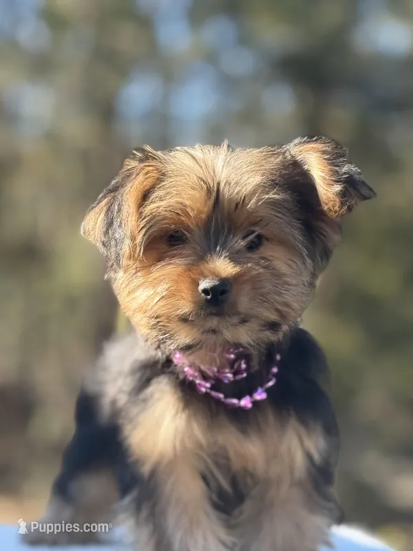 Allie, a female Yorkshire Terrier for sale in Spokane, WA – Photo 1 of 10