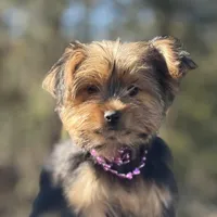 Allie, a female Yorkshire Terrier for sale in Spokane, WA – Photo 1 of 10