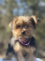 Allie, a female Yorkshire Terrier for sale in Spokane, WA – Photo 1 of 10