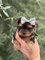 Princess Peach, a female Yorkshire Terrier for sale in Spokane, WA – 5 of 7