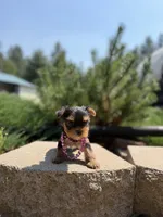 Luna Baby, a female Yorkshire Terrier for sale in Spokane, WA – 5 of 7