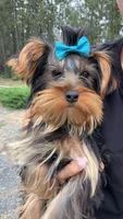 Mr. Peabody, a male Yorkshire Terrier for sale in Spokane, WA – 6 of 8