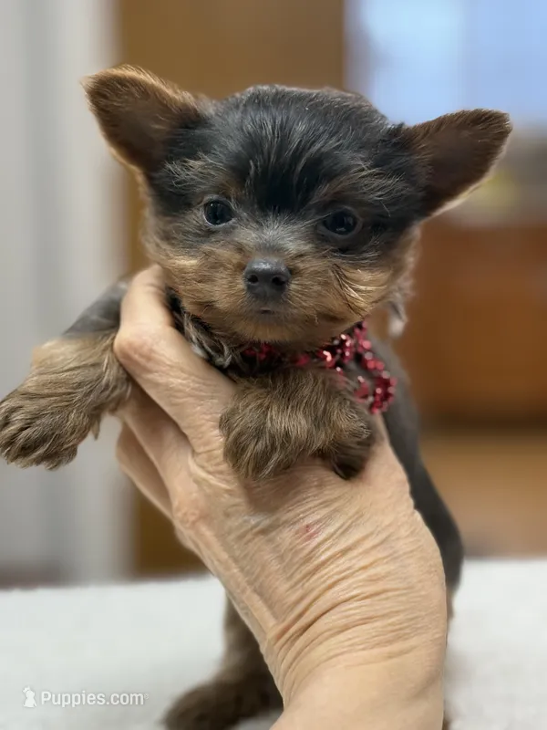 dd gene BLUE MALE!!! – Yorkshire Terrier puppy for sale in Spokane, WA
