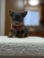 dd gene BLUE MALE!!!, a male Yorkshire Terrier for sale in Spokane, WA – Photo 2 of 9