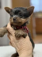 dd gene BLUE MALE!!!, a male Yorkshire Terrier for sale in Spokane, WA – Photo 3 of 9