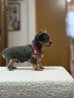 dd gene BLUE MALE!!!, a male Yorkshire Terrier for sale in Spokane, WA – Photo 7 of 9