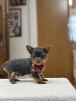 dd gene BLUE MALE!!!, a male Yorkshire Terrier for sale in Spokane, WA – Photo 6 of 9