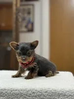 dd gene BLUE MALE!!!, a male Yorkshire Terrier for sale in Spokane, WA – Photo 9 of 9