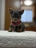 dd gene BLUE MALE!!!, a male Yorkshire Terrier for sale in Spokane, WA – Photo 4 of 9