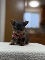 dd gene BLUE MALE!!!, a male Yorkshire Terrier for sale in Spokane, WA – Photo 5 of 9