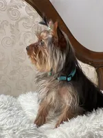 Charlie, a male Yorkshire Terrier for sale in Spokane, WA – Photo 5 of 7