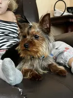 Charlie, a male Yorkshire Terrier for sale in Spokane, WA – Photo 2 of 7