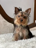 Charlie, a male Yorkshire Terrier for sale in Spokane, WA – Photo 3 of 7