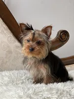 Charlie, a male Yorkshire Terrier for sale in Spokane, WA – Photo 6 of 7