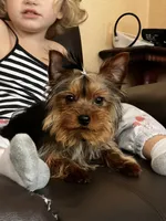 Charlie, a male Yorkshire Terrier for sale in Spokane, WA – Photo 4 of 7