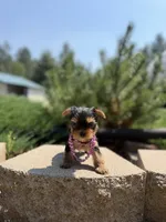 Luna Baby, a female Yorkshire Terrier for sale in Spokane, WA – 4 of 7