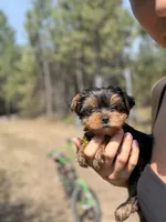 Little Willow, a female Yorkshire Terrier for sale in Spokane, WA – 2 of 9