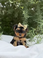 Abigail, a female Yorkshire Terrier for sale in Spokane, WA – 6 of 10