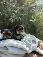 Little Milo, a male Yorkshire Terrier for sale in Spokane, WA – 8 of 10