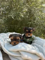 Little Milo, a male Yorkshire Terrier for sale in Spokane, WA – 5 of 10