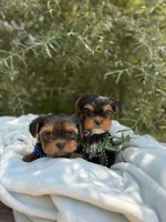 Little Milo, a male Yorkshire Terrier for sale in Spokane, WA – 9 of 10