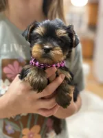 Allie, a female Yorkshire Terrier for sale in Spokane, WA – Photo 4 of 7