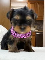 Allie, a female Yorkshire Terrier for sale in Spokane, WA – Photo 3 of 7