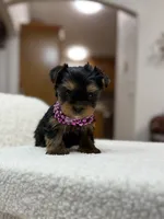 Allie, a female Yorkshire Terrier for sale in Spokane, WA – Photo 6 of 7