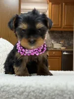 Allie, a female Yorkshire Terrier for sale in Spokane, WA – Photo 1 of 7