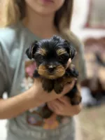 Allie, a female Yorkshire Terrier for sale in Spokane, WA – Photo 5 of 7