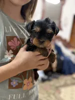 Allie, a female Yorkshire Terrier for sale in Spokane, WA – Photo 2 of 7