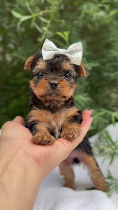 Princess Peach, a female Yorkshire Terrier for sale in Spokane, WA – 7 of 7