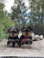 PENDING, a female Yorkshire Terrier for sale in Spokane, WA – Photo 10 of 10