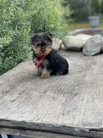 PENDING, a female Yorkshire Terrier for sale in Spokane, WA – Photo 2 of 10