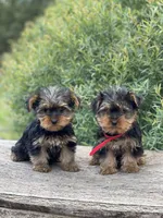 PENDING, a female Yorkshire Terrier for sale in Spokane, WA – Photo 9 of 10