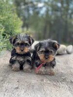 PENDING, a female Yorkshire Terrier for sale in Spokane, WA – Photo 8 of 10