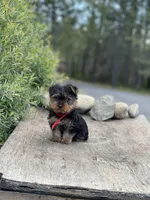 PENDING, a female Yorkshire Terrier for sale in Spokane, WA – Photo 3 of 10