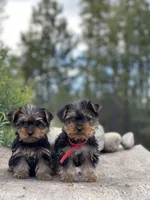 PENDING, a female Yorkshire Terrier for sale in Spokane, WA – Photo 1 of 10