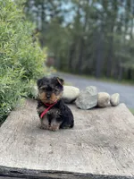 PENDING, a female Yorkshire Terrier for sale in Spokane, WA – Photo 7 of 10