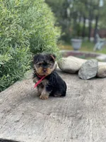 PENDING, a female Yorkshire Terrier for sale in Spokane, WA – Photo 4 of 10