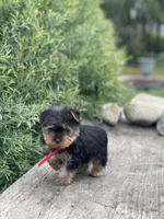 PENDING, a female Yorkshire Terrier for sale in Spokane, WA – Photo 6 of 10