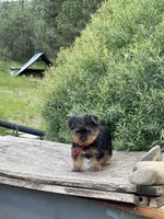 PENDING, a female Yorkshire Terrier for sale in Spokane, WA – Photo 5 of 10