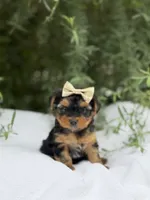 Abigail, a female Yorkshire Terrier for sale in Spokane, WA – 9 of 10